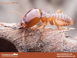 what are termites a case study 4