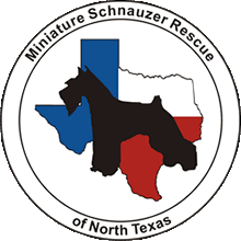miniature schnauzer rescue of north texas