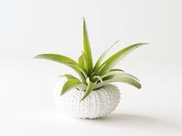 Maybe you would like to learn more about one of these? Are Air Plants Safe For Cats And Dogs Plants And Beautiful Things