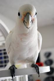 The goffin's cockatoo is the smallest cockatoo species, and is normally between 12 and 13 inches long from the beak to the tip of the tail feathers. Cockatoo Prices Cockatoo Info Com