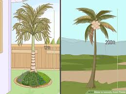 2 Easy Ways To Identify Palm Trees With Pictures