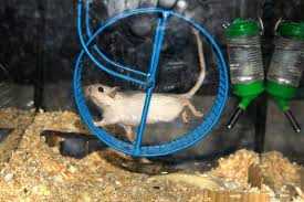 what are problems with gerbil wheel