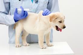 canine parvovirus what you need to know