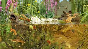pond life facts about pond habitats
