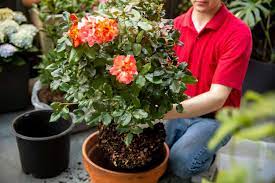 how to grow roses in containers