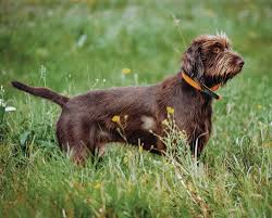 pudelpointer dog breed form function