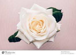 beautiful big white rose a royalty