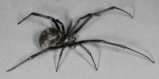Cisr How To Identify Brown Widow Spiders