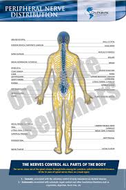 Onpointe Seminars Poster Spinal Nerves Distribution Chart