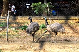 emu bannerghatta national park around