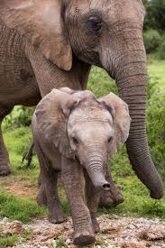 Das bild mit elefanten lässt afrikanisches abenteuer in deinen vier wänden wahr werden. Pin Von Claudia Diehl Auf Tiere Elefanten Elefanten Fotografie Elefanten Fotos