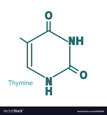 chemical structural formula of thymine
