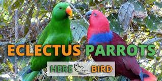 Caring For An Eclectus Parrot Discover Diet Costs Caring