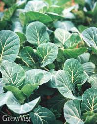 how to grow and cook collard greens
