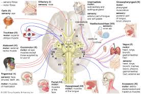 Vagus Nerve Anatomy Britannica
