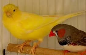 The Best Canary And Finch Cage