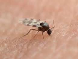 an overview of midges in new jersey