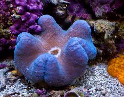 blue carpet anemone wpjrnl