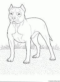 Select from 35715 printable crafts of cartoons, nature, animals, bible and many more. Coloring Page Pit Bull Terrier