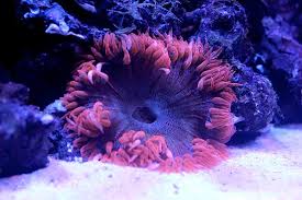 top sea anemones in a reef aquariums