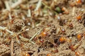 common signs of termite invasion