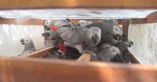 African Grey Parrots Are Going Extinct Thanks To The Pet