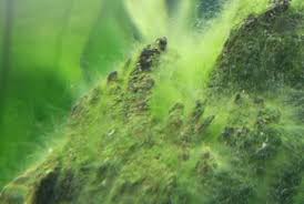 common aquarium algae types how to