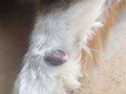what s this p on my dog s leg