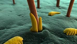are your demodex eyelash mites out of