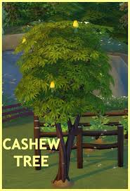 Harvestable Cashew Tree Patreon