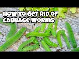 controlling cabbage worms in the garden