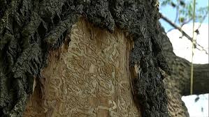 Montreal Offers Free Treatment For Ash Trees Threatened By