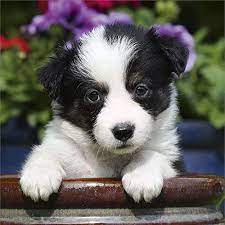 Few things are cuter than puppies, and border collie puppies are particularly expressive and adorable. Amazon Com Border Collie Puppies Calendar 2021 Dog Breed Calendar Premium Wall Calendar 2020 2021 Office Products