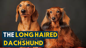 There are 130 long haired dotson for sale on etsy, and they cost $20.44 on average. Long Haired Dachshund Your Guide To This Undeniably Cute Weiner Dog Youtube
