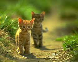 Free Cat HD Wallpapers Obtain HD Images ...