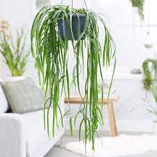 However, certain plants are different. Best Indoor Hanging Plants For The Home