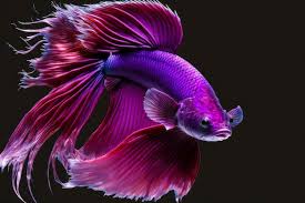 bright purple swimming betta fish with
