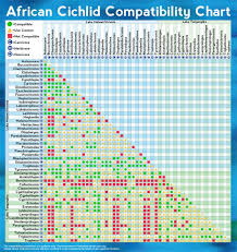 African Cichlid Compatibility Chart Cichlids Freshwater