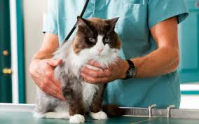 However, if a cat with a heart murmur develops congestive heart failure, their life expectancy will be. Heart Murmurs In Cats Vca Animal Hospital
