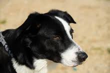 When a border collie has short hair, its coat remains smooth; Border Collie Wikipedia