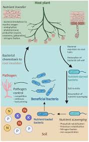 plant beneficial bacteria