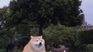Share the best gifs now >>>. Fat Doge Reappearing Meme Youtube