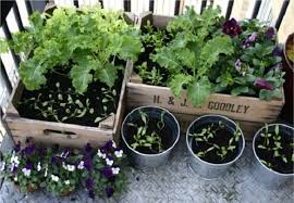 Portable Farming Growing Vegetables On