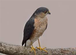 Both have short, rounded wings and long. Sharp Shinned Hawk Hawk Mountain Sanctuary Learn Visit Join