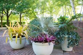 Putting Houseplants Outdoors For Summer