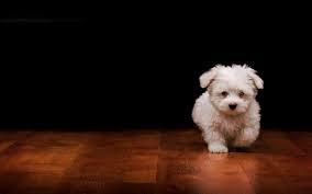 cute puppy desktop wallpaper 53 pictures