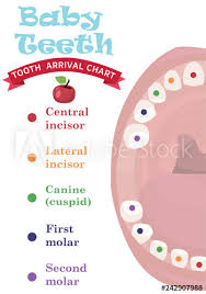 Tooth Arrival Chart Infographic Temporary Teeth Names