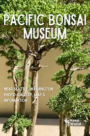 pacific bonsai museum the beautiful