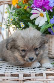 Ct breeder is the premier pet store in norwalk serving residents throughout fairfield county, connecticut and beyond. Potential Causes Of Problems In Pet Store Puppies