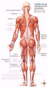 muscles posterior view the muscular